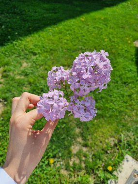 Bahçede güzel bahar çiçekleri, ay ışığı, ay ışığı