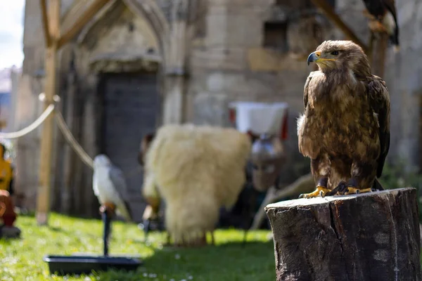 Perigueux France Апреля 2023 Выставка Хищных Птиц Время Средневековой Ярмарки — стоковое фото