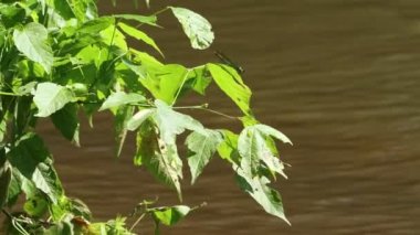 Dordogne, Fransa 30 Mayıs 2023: Nehir kenarındaki yeşillik: Riverside Bitki Yaşamına Yakından Bir Bakış