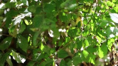 Dordogne, Fransa 30 Mayıs 2023: Nehir kenarındaki yeşillik: Riverside Bitki Yaşamına Yakından Bir Bakış