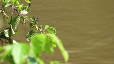 Dordogne, Fransa 30 Mayıs 2023: Nehir kenarındaki yeşillik: Riverside Bitki Yaşamına Yakından Bir Bakış