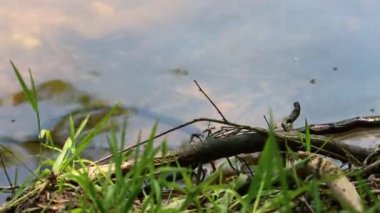 Dordogne, Fransa 30 Mayıs 2023: Tatlı su akıntıları boyunca hayatı anlamak ve korumak