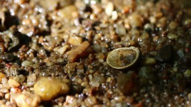 Dordogne, Fransa 30 Mayıs 2023: Tatlı su akıntıları boyunca hayatı anlamak ve korumak