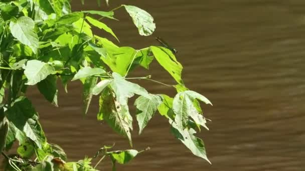 2023年5月30日 法国杜龙 河边的民间故事 近距离观察河岸植物的生活 — 图库视频影像