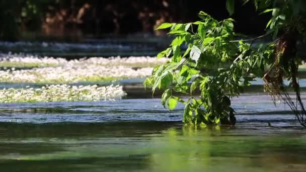 Dordogne France May 2023 Foliage River Close Look Riverside Plant — Stock Video