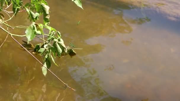 Dordogne France May 2023 Foliage River Close Look Riverside Plant — Stock Video