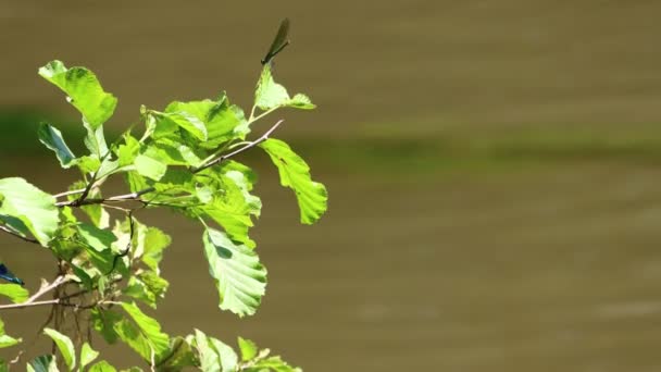 Dordogne France Травня 2023 Foliage River Close Look Riverside Plant — стокове відео
