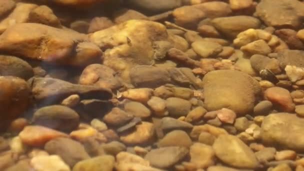 Dordogne France May 2023 Understanding Conserving Life Freshwater Streams — Stock Video