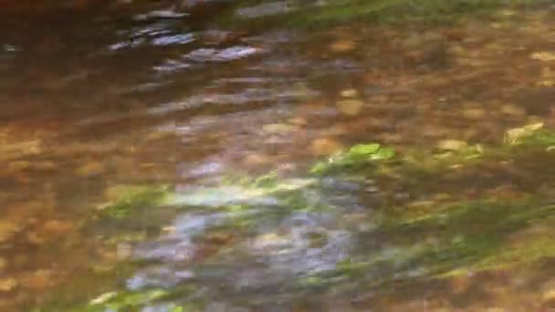 Dordogne France Травня 2023 Розуміння Збереження Життя Вздовж Потоків Прісної — стокове відео