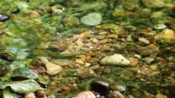 Dordogne Ranska Toukokuu 2023 Elämän Ymmärtäminen Säilyttäminen Makean Veden Virroissa — kuvapankkivideo