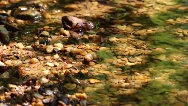 Dordogne Franciaország 2023 Május Élet Megértése Megőrzése Édesvízi Áramlatok Mentén — Stock videók