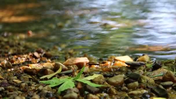 フランス ドードーニュ2023年5月30日 淡水河沿いの生活の理解と保全 — ストック動画