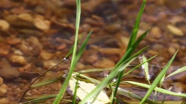 Dordogne Francja Maja 2023 Zrozumienie Ochrona Życia Wzdłuż Słodkowodnych Strumieni — Wideo stockowe