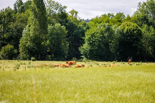 Dordogne France July 2023 Cow Lying Meadow — Stock Photo, Image