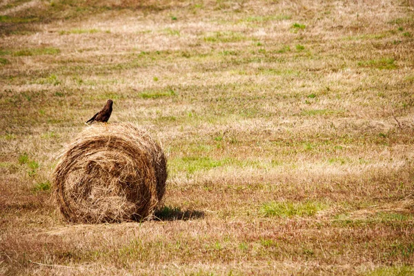 Dordogne França Julho 2023 Bird Perched Hay Bale Field — Fotografia de Stock