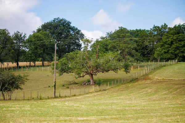 Dordogne França Julho 2023 Árvores Velhas Campo Com Polos Energia — Fotografia de Stock