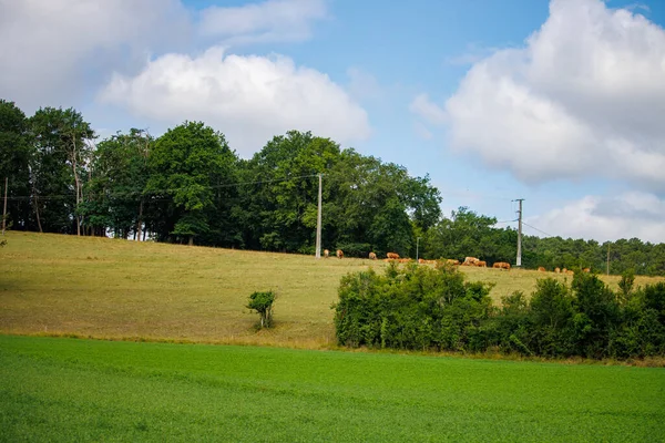 Dordogne France July 2023 Cows Grazing Hill — Stock Photo, Image