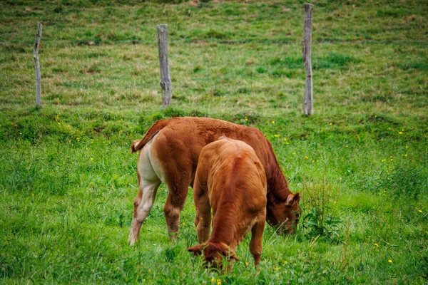 Dordogne France July 2023 Two Calfs Grazing Grass — Stock Photo, Image