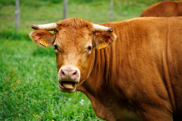 Dordogne France July 2023 Cow Looking Camera — Stock Photo, Image