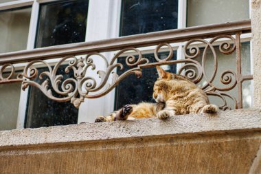 Perigueux, Dordogne, Fransa 19 Temmuz 2023: Pencere Üzerinde Kedi, Şehir Vahşi Hayatı