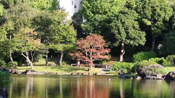 Tokyo Japonya Kasım 2023 Tokyo Ördekler Ağaçlarla Serene Gölü — Stok video