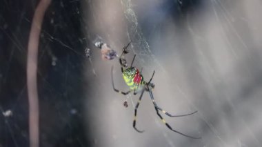 Tokyo, Japonya 3 Kasım 2023: Jor Spider Web Yolculuğu