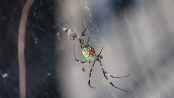 Tokio Japan November 2023 Jor Spinne Durchquert Sein Netz — Stockvideo