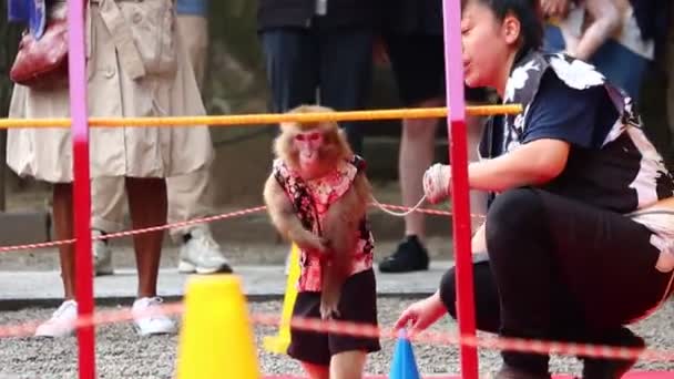 Tokyo Japonia Noiembrie 2023 Maimuța Efectuează Act Echilibrare Antrenorul Său — Videoclip de stoc