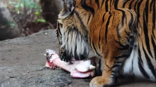 Tóquio Japão Novembro 2023 Tigre Alimentando Osso Zoológico Tóquio — Vídeo de Stock