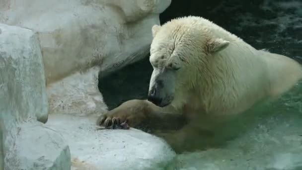 Tokyo Jepang November 2023 Beruang Kutub Beristirahat Oleh Air Habitat — Stok Video
