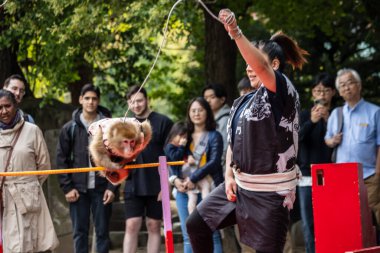 Tokyo, Japonya, 28 Ekim 2023: Şehir parkındaki bir gösteri sırasında maymun sıçraması