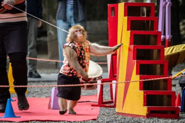 Tokyo, Japonya, 28 Ekim 2023: Maymun bir açık hava etkinliğinde tırmanış numarası yapıyor