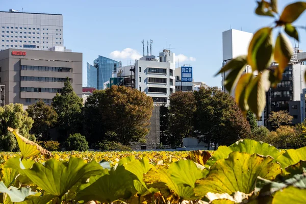 Tokyo, Japonya, 30 Ekim 2023: Arka planda şehir binaları bulunan bir parkta sonbahar yeşilliği