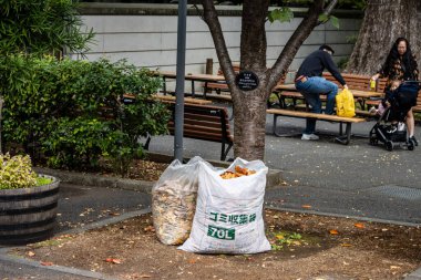 Tokyo, Japonya, 31 Ekim 2023: Şehir parkında toplanan sonbahar yaprakları çantası