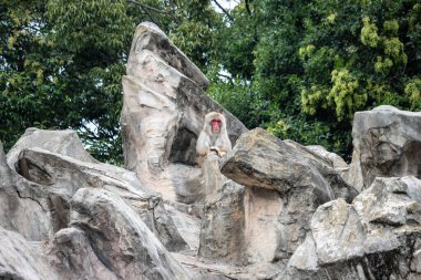 Tokyo, Japonya, 31 Ekim 2023: Japonya Hayvanat Bahçesi Çevresindeki Yapay Kayalar Üzerine Macaque