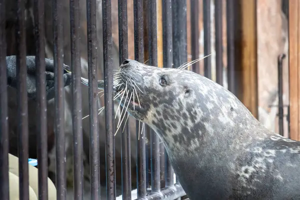 Tokyo, Japonya, 31 Ekim 2023: Hayvanat bahçesindeki parmaklıklardan bakan mühür