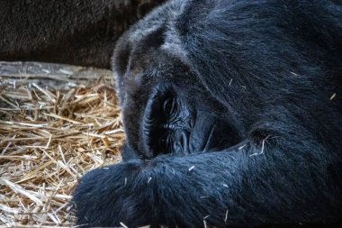 Tokyo, Japonya, 31 Ekim 2023: Hayvanat bahçesinde dinlenen bir gorilin yakın çekimi