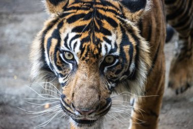 Tokyo, Japonya, 31 Ekim 2023: Sumatran kaplanı Ueno Hayvanat Bahçesinde sinsice dolaşıyor