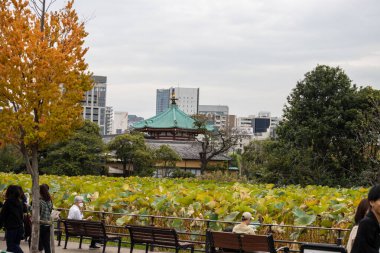 Tokyo, Japonya, 31 Ekim 2023: Shinobazu Pond manzaralı Ueno Parkı ve Lotus yaprakları