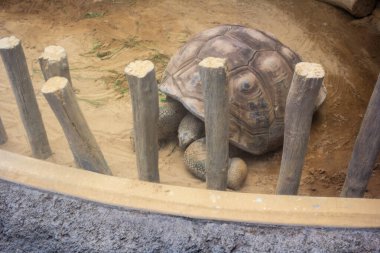 Tokyo, Japonya, 31 Ekim 2023: Ueno Hayvanat Bahçesindeki Kaplumbağa