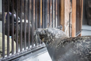 Tokyo, Japonya, 31 Ekim 2023: Mühür Ueno Hayvanat Bahçesi ziyaretçileriyle etkileşim halinde