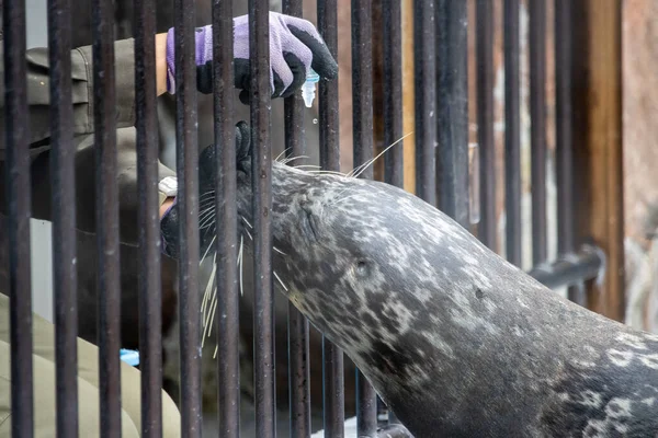 Tokyo, Japan, 31 October 2023: Seal behind bars in an urban animal enclosure