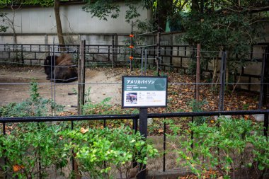 Tokyo, Japonya, 31 Ekim 2023: Bizon hayvanat bahçesinde bir bilgi işareti ile