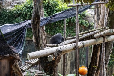 Tokyo, Japonya, 31 Ekim 2023: Ueno Hayvanat Bahçesi Ayı Koruma Alanı
