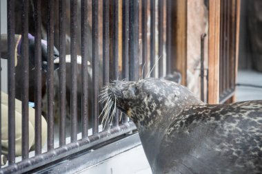 Tokyo, Japonya, 31 Ekim 2023: Hayvanat bahçesinde bir deniz kabuğu