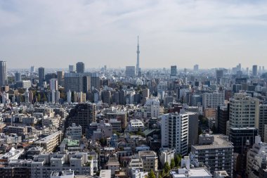 Tokyo, Japonya, 2 Kasım 2023: Açık bir günde gökyüzüne hakim olan Tokyo Gökağacı