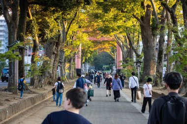 Tokyo, Japonya, 3 Kasım 2023: İnsanlar Sonbaharda Ağaçların Üzerinde Yürüyor