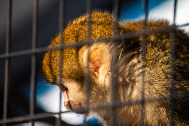 Tokyo, Japonya, 3 Kasım 2023: Güneş Işığı Gölgelerinin Olduğu Bir Hayvanat Bahçesinde Maymun