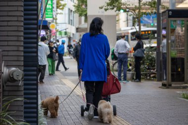 Tokyo, Japan, November 4, 2023: Woman Walking Dogs with One in Stroller clipart
