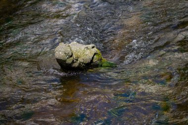 Almanya, 10 Haziran 2024: Açık akarsuda sallan